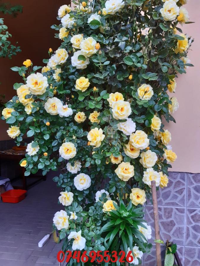 Pensiunea Cristiana Curtea de Argeş 外观 照片